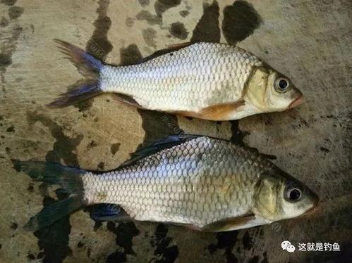 日本进口鲫鲤爆料视频,视频爆料揭示惊人真相